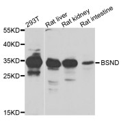 Western blot analysis of extracts of various cell lines, using BSND antibody (abx006524) at 1/1000 dilution.