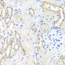 Barttin (BSND) Antibody