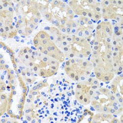 Barttin (BSND) Antibody