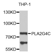 Western blot analysis of extracts of THP-1 cells, using PLA2G4C antibody (abx006526) at 1/1000 dilution.