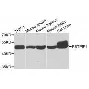 Western blot analysis of extracts of various cell lines, using PSTPIP1 antibody (abx006528) at 1/1000 dilution.