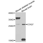 Western blot analysis of extracts of various cell lines, using COQ7 antibody (abx006530) at 1/1000 dilution.