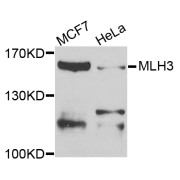 Western blot analysis of extracts of various cell lines, using MLH3 antibody (abx006534) at 1/1000 dilution.