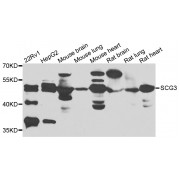Western blot analysis of extracts of various cell lines, using SCG3 antibody (abx006535) at 1/1000 dilution.