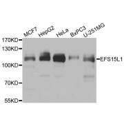 Western blot analysis of extracts of various cell lines, using EPS15L1 antibody (abx006546) at 1/1000 dilution.