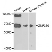 Western blot analysis of extracts of various cell lines, using ZNF350 antibody (abx006547) at 1/1000 dilution.
