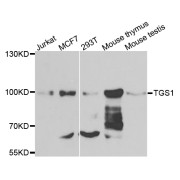 Western blot analysis of extracts of various cell lines, using TGS1 antibody (abx006555) at 1/1000 dilution.