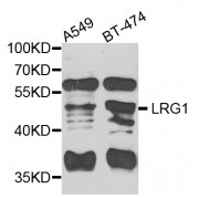 Western blot analysis of extracts of various cell lines, using LRG1 antibody (abx006557) at 1/1000 dilution.