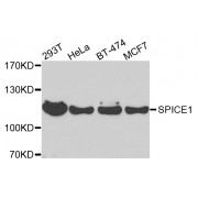 Western blot analysis of extracts of various cell lines, using SPICE1 antibody (abx006559) at 1/1000 dilution.