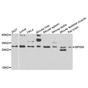 Western blot analysis of extracts of various cell lines, using BPGM antibody (abx006567) at 1/1000 dilution.