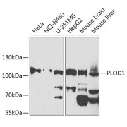 Western blot analysis of extracts of various cell lines, using PLOD1 antibody (1/1000 dilution).