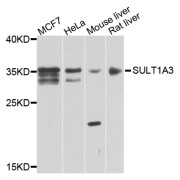 Western blot analysis of extracts of various cell lines, using SULT1A3 antibody (abx006581) at 1/1000 dilution.