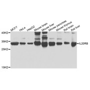 Western blot analysis of extracts of various cell lines, using IL20RB antibody (abx006593) at 1/1000 dilution.