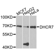 Western blot analysis of extracts of various cell lines, using DHCR7 antibody (abx006601) at 1/1000 dilution.