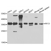 Western blot analysis of extracts of various cell lines, using RFC5 antibody (abx006604) at 1/1000 dilution.
