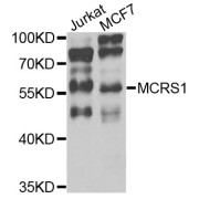 Western blot analysis of extracts of various cell lines, using MCRS1 antibody (abx006606) at 1/1000 dilution.