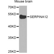 Western blot analysis of extracts of mouse brain, using SERPINA12 Antibody (abx006608) at 1/1000 dilution.