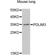 Western blot analysis of extracts of mouse lung, using PDLIM3 antibody (abx006622) at 1/1000 dilution.