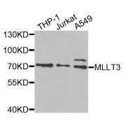 Western blot analysis of extracts of various cell lines, using MLLT3 antibody (abx006627) at 1/1000 dilution.