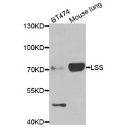 Western blot analysis of extracts of various cell lines, using LSS antibody (abx006631) at 1/1000 dilution.