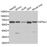 Western blot analysis of extracts of various cell lines, using BTNL2 antibody (abx006640) at 1/1000 dilution.