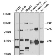 Western blot analysis of extracts of various cell lines, using ZAK antibody (abx006647) at 1/1000 dilution.