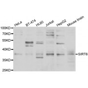 Western blot analysis of extracts of various cell lines, using SIRT6 antibody (abx006650) at 1/500 dilution.