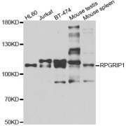 Western blot analysis of extracts of various cell lines, using RPGRIP1 antibody (abx006659) at 1/1000 dilution.