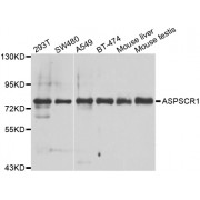 Western blot analysis of extracts of various cell lines, using ASPSCR1 antibody (abx006660) at 1/1000 dilution.