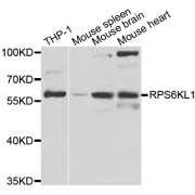 Western blot analysis of extracts of various cell lines, using RPS6KL1 antibody (abx006662) at 1/1000 dilution.