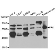 Western blot analysis of extracts of various cell lines, using FRK antibody (abx006668) at 1/1000 dilution.