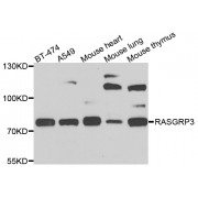 Western blot analysis of extracts of various cell lines, using RASGRP3 antibody (abx006678) at 1/1000 dilution.