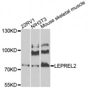 Western blot analysis of extracts of various cell lines, using LEPREL2 antibody (abx006686) at 1/1000 dilution.