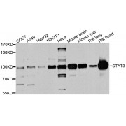 Western blot analysis of extracts of various cell lines, using STAT3 antibody (abx006688) at 1/1000 dilution.