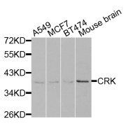 Western blot analysis of extracts of various cell lines, using CRK antibody (abx006690) at 1/1000 dilution.