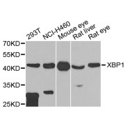 Western blot analysis of extracts of various cell lines, using XBP1 antibody (abx006693) at 1/1000 dilution.