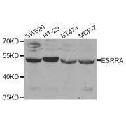 Western blot analysis of extracts of various cell lines, using ESRRA antibody (abx006697) at 1/1000 dilution.