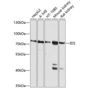 Western blot analysis of extracts of various cell lines, using IDS antibody (abx006700) at 1/1000 dilution.