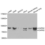 Western blot analysis of extracts of various cell lines, using CAPN2 antibody (abx006701) at 1/1000 dilution.