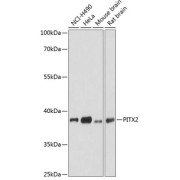 Western blot analysis of extracts of various cell lines, using PITX2 antibody (abx006702) at 1:3000 dilution.