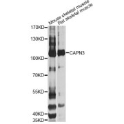 Western blot analysis of extracts of various cell lines, using CAPN3 Antibody (abx006705) at 1/1000 dilution.