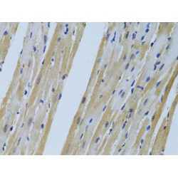 Four And A Half LIM Domains Protein 2 (FHL2) Antibody