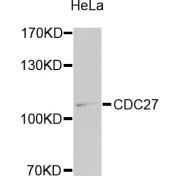 Western blot analysis of extracts of HeLa cells, using CDC27 antibody (abx006712) at 1/1000 dilution.