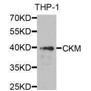 Western blot analysis of extracts of THP-1 cells, using CKM antibody (abx006719) at 1/1000 dilution.