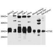 Western blot analysis of extracts of various cell lines, using CTSZ antibody (abx006736) at 1/1000 dilution.