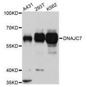 Western blot analysis of extracts of various cell lines, using DNAJC7 antibody (abx006758) at 1/1000 dilution.