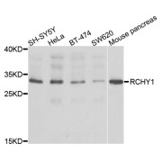 Western blot analysis of extracts of various cell lines, using RCHY1 antibody (abx006760) at 1/1000 dilution.