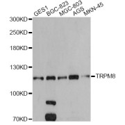 Western blot analysis of extracts of various cell lines, using TRPM8 antibody (abx006769) at 1/500 dilution.