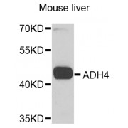 Western blot analysis of extracts of mouse liver, using ADH4 antibody (abx006782) at 1/1000 dilution.