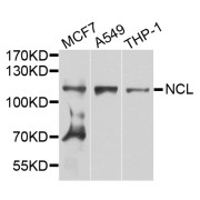 Western blot analysis of extracts of various cell lines, using NCL antibody (abx006806) at 1/1000 dilution.